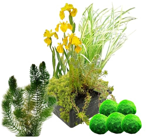 vdvelde.com - Filterpflanzen Set + Sauerstoffpflanzen gegen Algen - - Filtrierende wasserpflanzen- 11 Pflanzen- Platzierung: -10 bis -20 cm