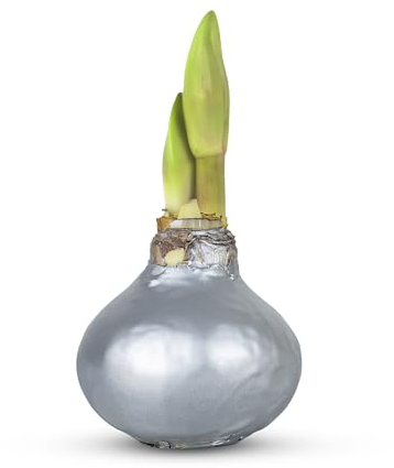 Wachs Amaryllis Zwiebel - bunte Sets, lang haltbare Amaryllis Blumenzwiebeln gewachst/Wax winterhart, Amaryllis Zwiebel in Wachs, Ritterstern Touch of Wax (1 Silber glanz)