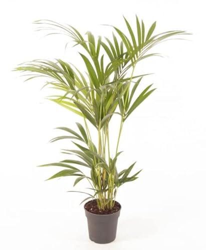 Howea Forsteriana Palmera Kentia 90cm Árbol de Interior Natural