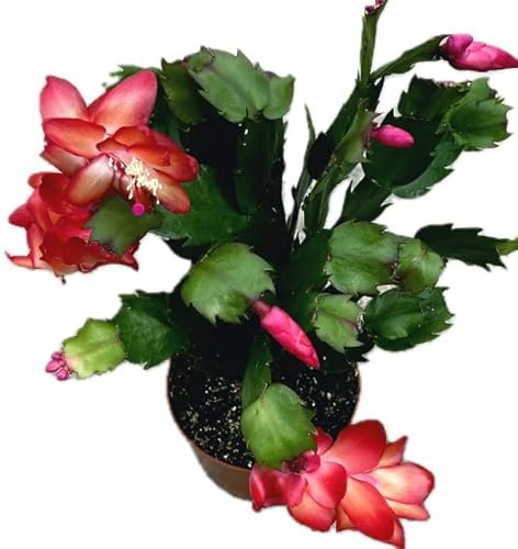 Christmas Cactus Plants, Schlumbergera red in 13 cm pots 30 cm Height