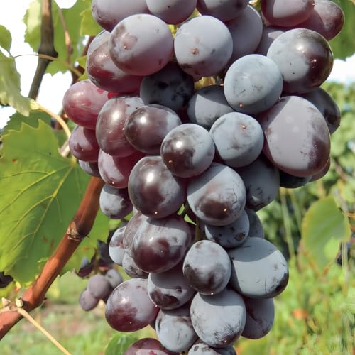 Weinrebe Jupiter 2L - Geschätzt für seinen Geschmack und die großen Früchte