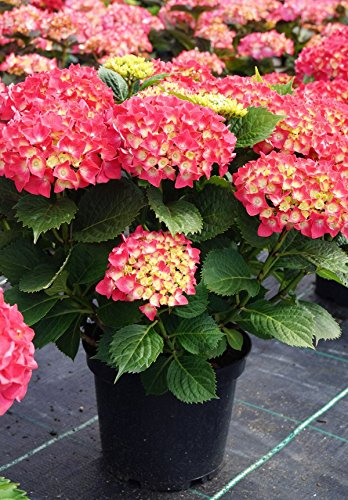 Hortensie Bauernhortensie Leuchtfeuer Hydrangea macrophylla Leuchtfeuer 30-40 cm hoch