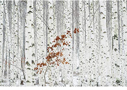 Weiße Fototapete mit Birkenwald | Vlies Fototapete mit Winterlandschaft für Flur und Schlafzimmer | Birken Tapete in 3D Optik