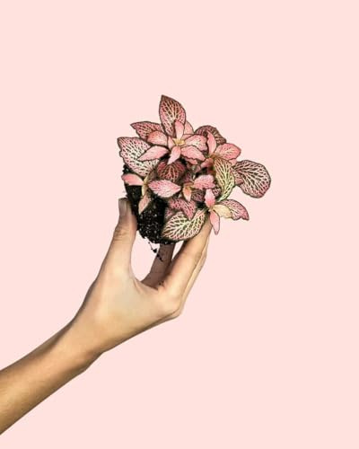 PUR PLANT Fittonia Pink Mini | Planta Natural De Interior Pet Friendly y Purificadora | Ideal Para Terrarios y Espacios Pequeños | Hojas Verdes Con Nervaduras Rosadas | Maceta De Ø5 cm