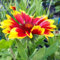 Pianta vera di Gaillardia aristata Kobold - Diametro Vaso Ø 10 cm