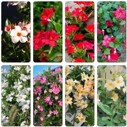 Mandevilla Dipladenia - blumenstauden winterhart blumensaat blumenbeet balkon schnittblumen blumendeko bonsai topf biosaatgut schmetterlingsflieder blumenwiese herbstaussaat 100samen