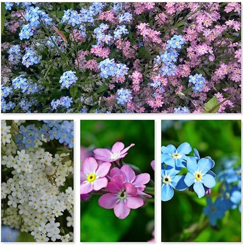 Forget ME NOT Seeds Myosotis alpestris Mixed Blue White Red Funeral Garden Memory Packets Wildlfower 1400 Seeds 1g