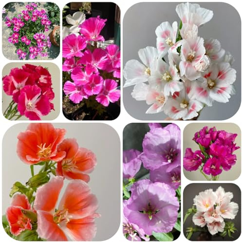 semillas de azalea de verano Decoración jardín para exteriores, alfombra, azalea verano resistentes al aire libre raras, decoración sala estar, macizo 500pcs