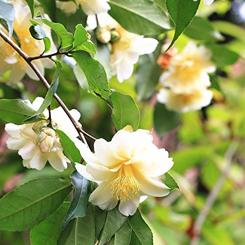 kamelie winterhart bonsai topf winterharte stauden dauerblüher blumensaat gartensamen hängepflanzen winterhart mehrjährig hochbeet balkon gartenblumen mehrjährig winterhart exotische 80samen