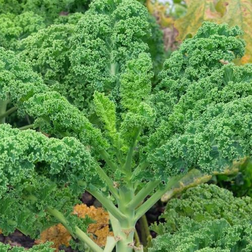 grünkohl gemüsepflanzen gemüsesamen alte sorten biosaatgut wildkräuter gemüsesaat hochbeete für garten gartenkräuter gartenpflanzen kräutersamen topfpflanzen draußen winterhart stauden 20samen