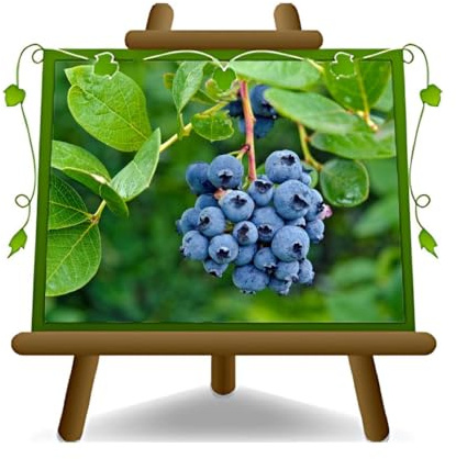 Mirtillo Nero Gigante Americano Medio Pianta da Frutto Antico