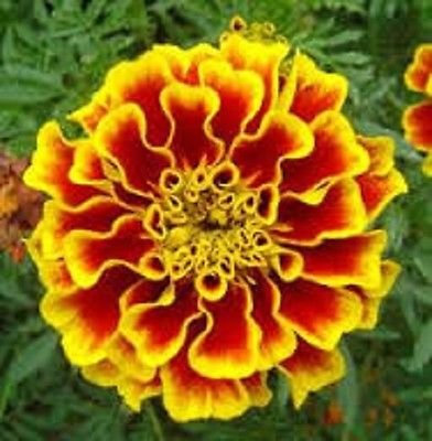 Graines de fleurs de souci Paprika Tagetes Année: PAQUET DE 100 GRAINES