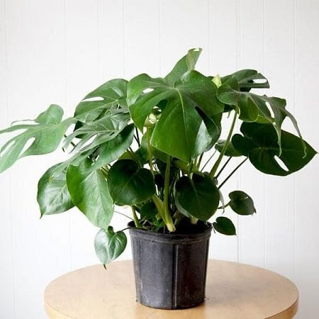 70 graines de plantes Monstera vertes