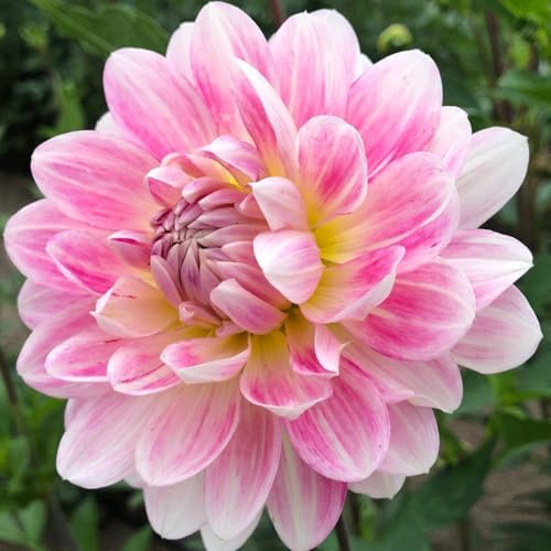 Rizomi/Tuberi di Dalia: Varietà Perenni Rare, Resistenti, Splendide in Giardino-i-2 rizomi