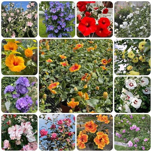 semillas de hibisco - interior con reales, resistentes, hibisco, resistentes para jardín, verdes, 80pcs