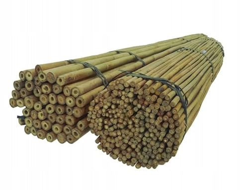 Dixiestore Bambusstangen | Bambusstangen Set Blumenstützen | Robuste Pflanzstäbe aus Bambus 150 cm x 12-14 mm, 25 Stück, Breiter Einsatz, Pflanzenstütze, natürliche Farbe