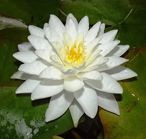 Teichpflanzen Seerosen : Nymphaea Seerose Halbzwergseerose  Perry`s Double White  winterhart Pflanztiefe bis 50 cm