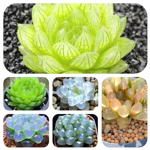 Comprar semillas de suculentas, decorativas de sala estar balcón resistente silvestres jardín 100pcs