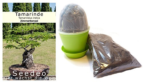 Seedeo Bonsai Anzuchtset Tamarinde (Tamarindus indica)