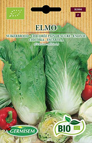 Germisem Endivie ELMO