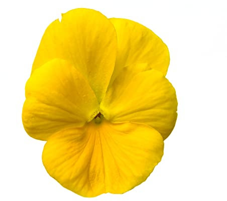 Pansy Plants, Pansy 'Pure Yellow', 20 x Full Plant Pack, Winter Bedding Plants, Winter Pansies, Garden Flowers, Garden Ready and Ready to Plant, Premium Quality Flowers
