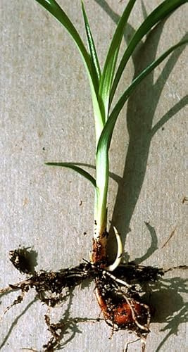 Erdmandel -Cyperus esculentus- 25 Samen/Knollen Hohe Keimfähigkeit ***Leckere Tigernüsse selber züchten***