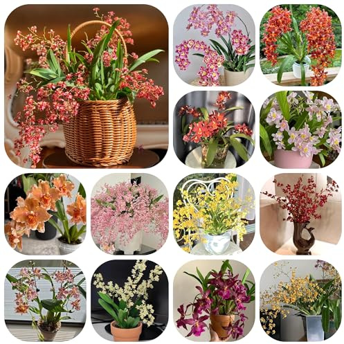 semi di orchidea oncidium, ornamentali decorazione orchidee resistenti all'esterno recisi primaverile, selvatici 150pcs