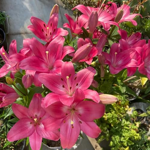 18zwiebeln lilien, lilium brownii, topfpflanzen draußen winterhart lilienzwiebeln winterharte kübelpflanzen blumenzwiebel
