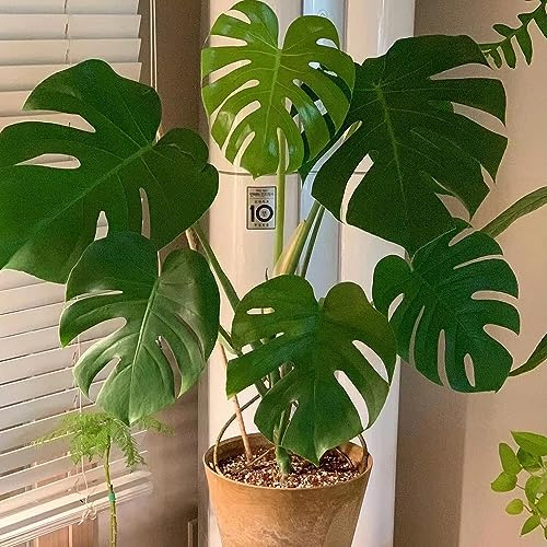 semillas de monstera, resistentes balcón exóticas jardín interior 80pcs