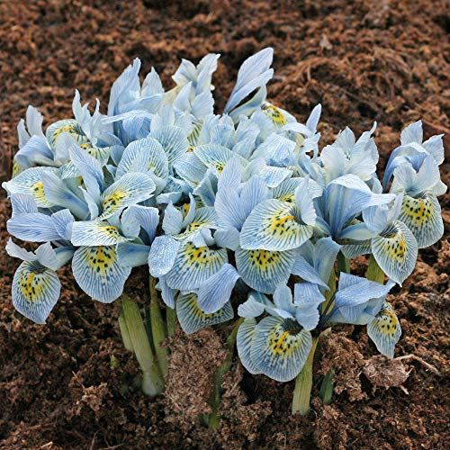 Spring Flowering Bulbs Garden Borders, Patio Pots and Rockeries Dwarf Iris Hardy Spring Flowering Bulb, Patios & Rockeries, Blue Flowers, 30 x Dwarf Iris Katherine Hodgkin Bulbs by Thompson & Morgan