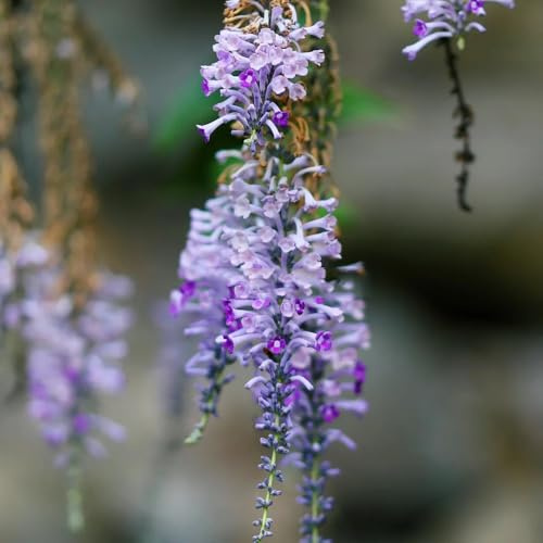 Semi di lillà farfalla, Buddleja lindleyana, verdi, decorazioni Buddleia, arbusti da resistenti, giardino roccioso sono resistenti 100pcs