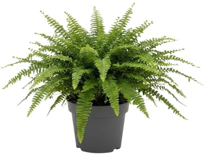 Nephrolepis Exaltata - Helecho de Interior DECOALIVE Maceta de Ø 12 cm Planta Viva Fácil de Cuidar para Casa