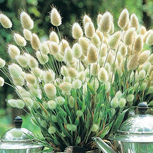 Ornamental Grass - Bunny's Tails Lagurus Ovatus x50 Seeds, Fairy Flower Seeds