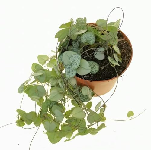 Ceropegia Planta Natural para Decorar el Hogar Ceropegia Woodii