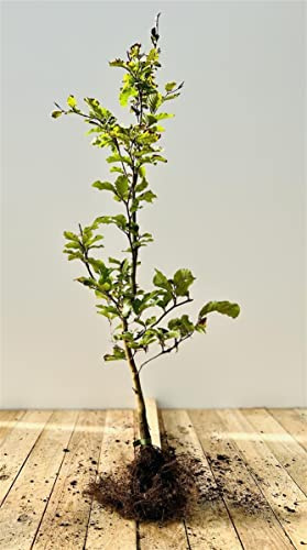 Fagus sylvatica Wurzelware – Winterhart, Mehrjährig, Pflegeleicht – Rotbuche – Heckenpflanze für Garten & Sichtschutz