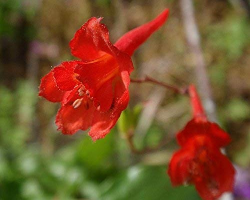 Graines De Pied D'Alouette Rouge Et De Pied D'Alouette Orange Delphinium Nudicaule