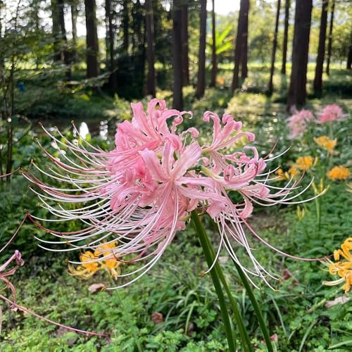 Lirio araña - lycoris radiata -de sangre Mini rizoma decoración de jardín y balcón decoraciones jardín exteriores decoración sala estar 2bulbos