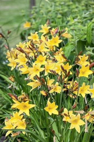 Hemerocallis minor 11x11 cm Topf – Winterhart, Mehrjährig, Pflegeleicht – Taglilie – Staude für Beet & Rabatte