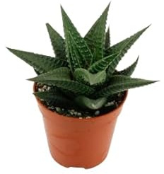 Haworthia Limifolia Suculenta Natural para un Espacio Verde y Relajante