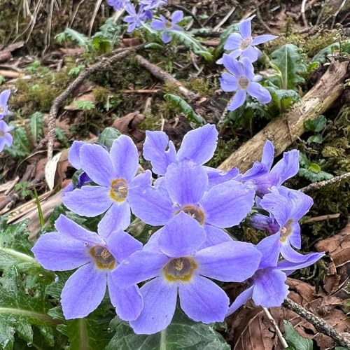 primeln, schnittblumen primelnsamen blumenwiese mehrjährig seltene, wohnzimmer deko bio blumenbeet winterharte garten 300pcs