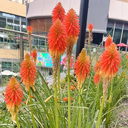 semi di giglio torciaresistente - per giardini rocciosi, resistenti all'inverno biologici 10pcs