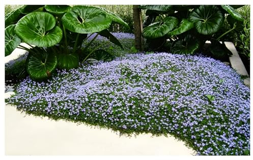 Stauden Gänge 3 x Isotoma fluviatilis (Winterhart/Staude/Bodendecker/Mehrjährig/Stauden) Blauer Bubikopf/Gaudich - Dauerblüher - Sanfte Teppiche aus lebendigem Blau - Rasenersatz