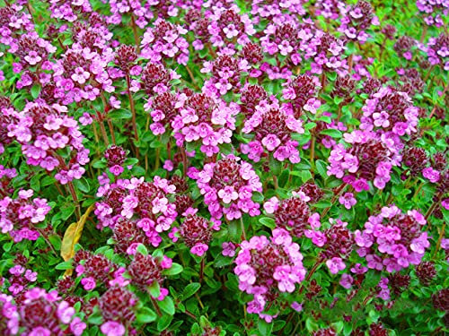 Buy4seeds 5200 Seeds Trailing Thyme Purple Creeping Seeds Thymus Serpyllum Flower Useful for Garden and Outdoor