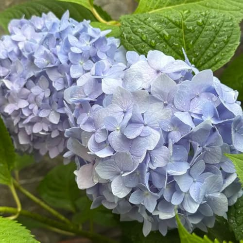 semi di ortensia, balcone semi to rare perenni resistenti giardino selvatici regali per gli amanti del giardino decorazione 50pcs