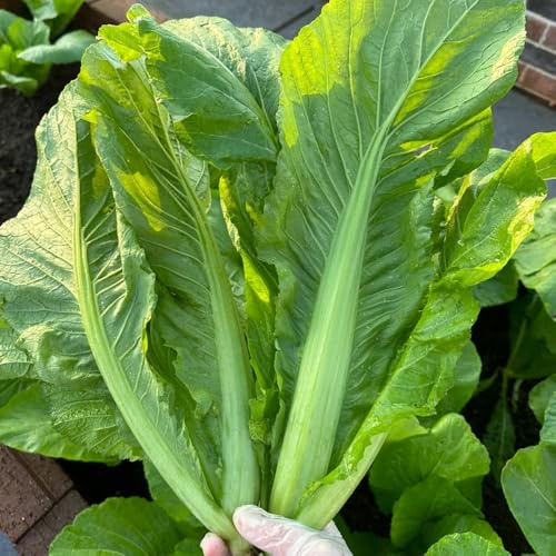 Semi di senape, senape, Brassica juncea, Balcone invernali rare da balcone resistenti da giardino 50pcs
