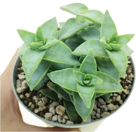 Suculenta Crassula Perforata Natural Planta Resistente a Altas Temperaturas