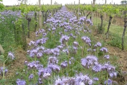 Semi Fiori per Api - Sementi Mellifere per Api - 1 kg - Semi per Apicoltura - Semi per Fiori Melliferi Facelia