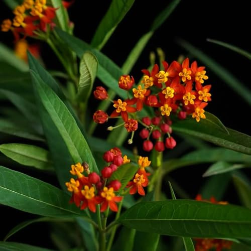 Semi di Asclepias, semi di asclepiade, semi alla copertura del terreno Asclepias curassavica, Le perenni sono da balcone 80pcs