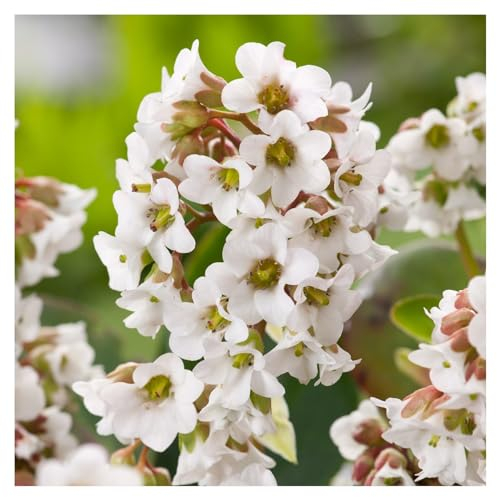 Stauden Gänge 1 x Bergenia cordifolia 'Beach' (Winterhart/Stauden/Staude/Mehrjährig/Immergrün/Bodendecker) Bergenie - Pflegeleicht und vielseitig, ein echter Hingucker - Bienenfreundlich
