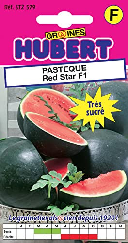 5 Graines de Pastèque Red Star F1